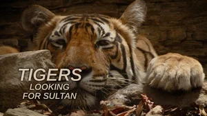 Tigers: Looking For Sultan on Animal Planet Hindi - past program