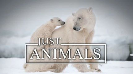Just Animals on Animal Planet English