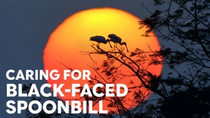 Caring For Black-Faced Spoonbill on Taiwan Plus - past program