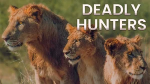 Deadly Hunters on Animal Planet Hindi - past program