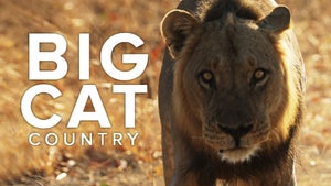 Big Cat Country on Animal Planet Telugu - future program