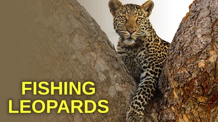 Fishing Leopards on Animal Planet English