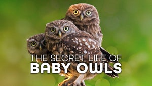 The Secret Life Of Baby Owls Episode 1 on INWILD - past program