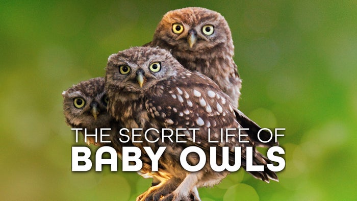 The Secret Life Of Baby Owls Episode No.2 on JioTV