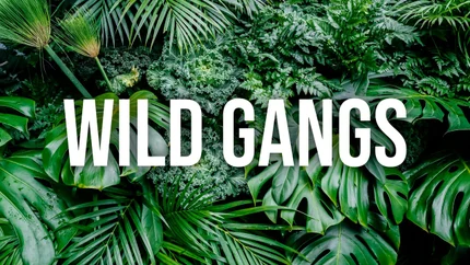 Wild Gangs on Animal Planet English