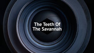 The Teeth of the Savannah on Animal Planet HD English - past program