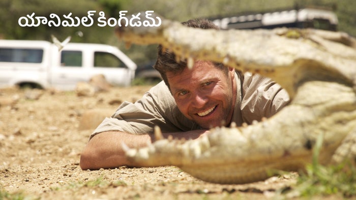 Animal Kingdom on JioTV