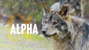 Alpha on Animal Planet English - past program