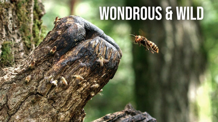 Wondrous & Wild on JioTV