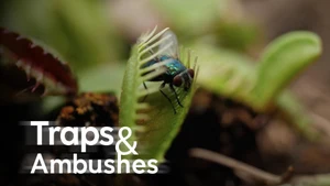 Traps & Ambushes on Animal Planet Hindi - past program