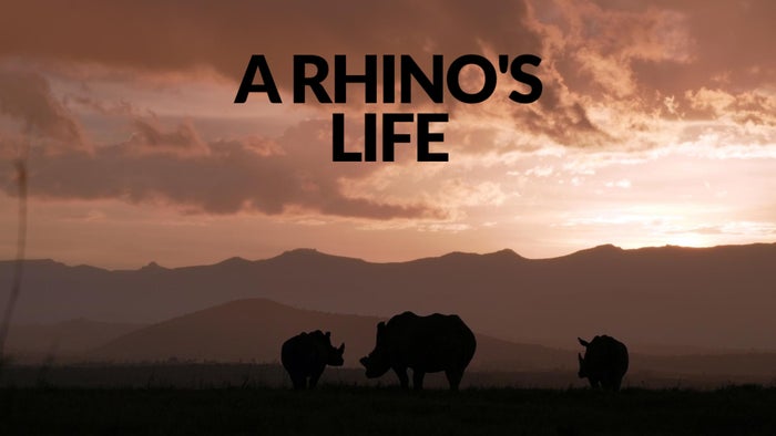 A Rhino's Life on JioTV