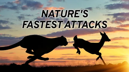 Nature's Fast Attacks on Animal Planet HD World