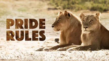 Pride Rules on Animal Planet HD World