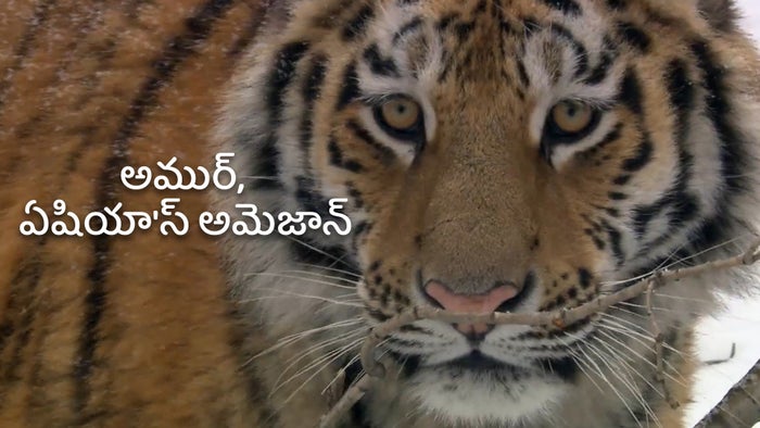 Amur, Asia's Amazon Episode No.2 on JioTV