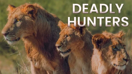 Deadly Hunters on Animal Planet HD World