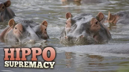 Hippo Supremacy on Animal Planet English