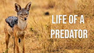Life Of A Predator on Animal Planet HD English - past program