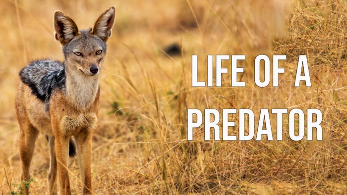 Life Of A Predator Episode No.2 on JioTV
