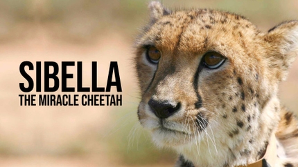 Sibella: The Miracle Cheetah on Animal Planet HD Tamil