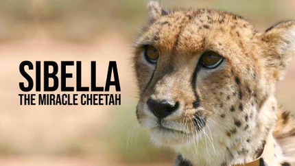 Sibella: The Miracle Cheetah on Animal Planet HD World