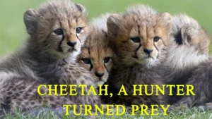 Cheetah, A Hunter Turned Prey on Animal Planet Hindi