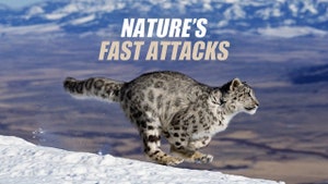 Nature's Fast Attacks on Animal Planet Hindi