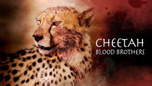 Cheetah Blood Brothers on Animal Planet Hindi