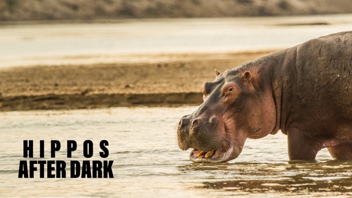 Hippos After Dark on JioTV