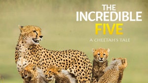The Incredible Five: A Cheetah's Tale on Animal Planet HD Tamil - past program