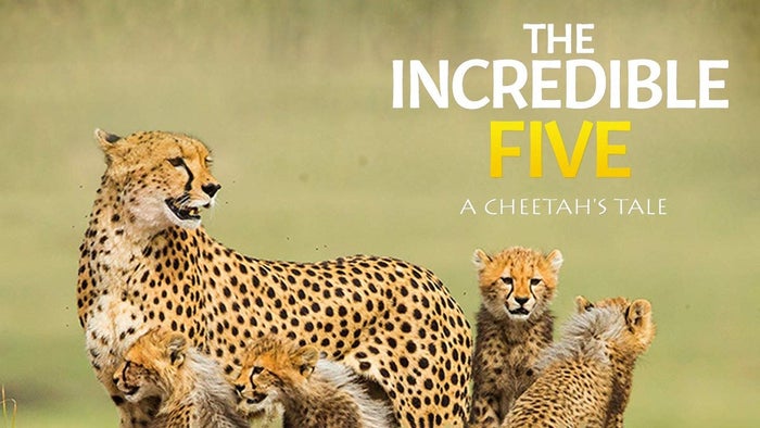 The Incredible Five: A Cheetah's Tale on JioTV