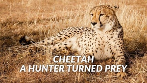 Cheetah, A Hunter Turned Prey on Animal Planet English - past program