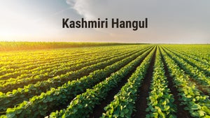 Kashmiri Hangul on DD Kashir - past program
