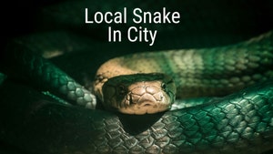 Local Snake In City on Gujarat  Wild TV - past program