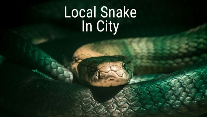 Local Snake In City on JioTV