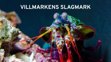 Wild Battleground on Animal Planet HD World