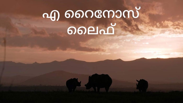 A Rhino's Life on JioTV