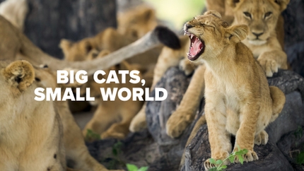 Big Cats Small World on Animal Planet HD Tamil
