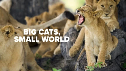 Big Cats Small World on Animal Planet HD World