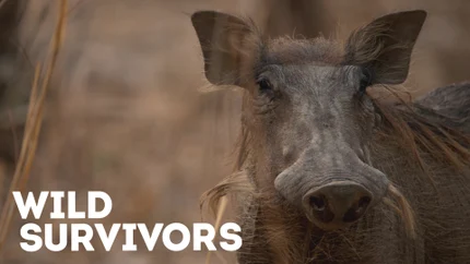 Wild Survivors on Animal Planet HD World