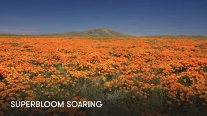 Superbloom Soaring on Stingray Naturescape - future program