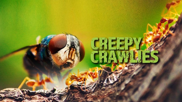 Creepy Crawlies Episode No.1 on JioTV