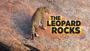The Leopard Rocks on Animal Planet HD Tamil - past program