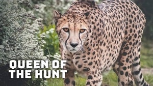 Queen Of The Hunt on Animal Planet Hindi - past program