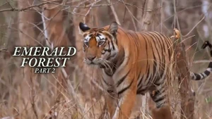 Emerald Forest - Part 2 on Epic - past program