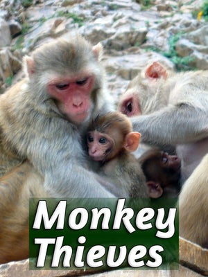 Monkey Thieves Episode 3 on INWILD - past program
