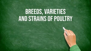 Breeds, Varieties And Strains Of Poultry on DD Gyandarshan - past program