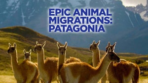 Epic Animal Migrations Patagonia on Animal Planet Tamil - future program