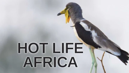 Hot Life Africa on Animal Planet English