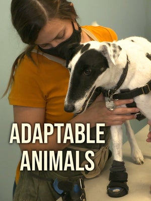 Adaptable Animals Episode 1 on INWILD - past program