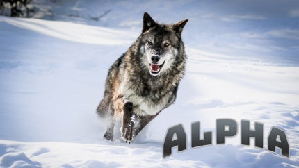 Alpha on Animal Planet HD Tamil